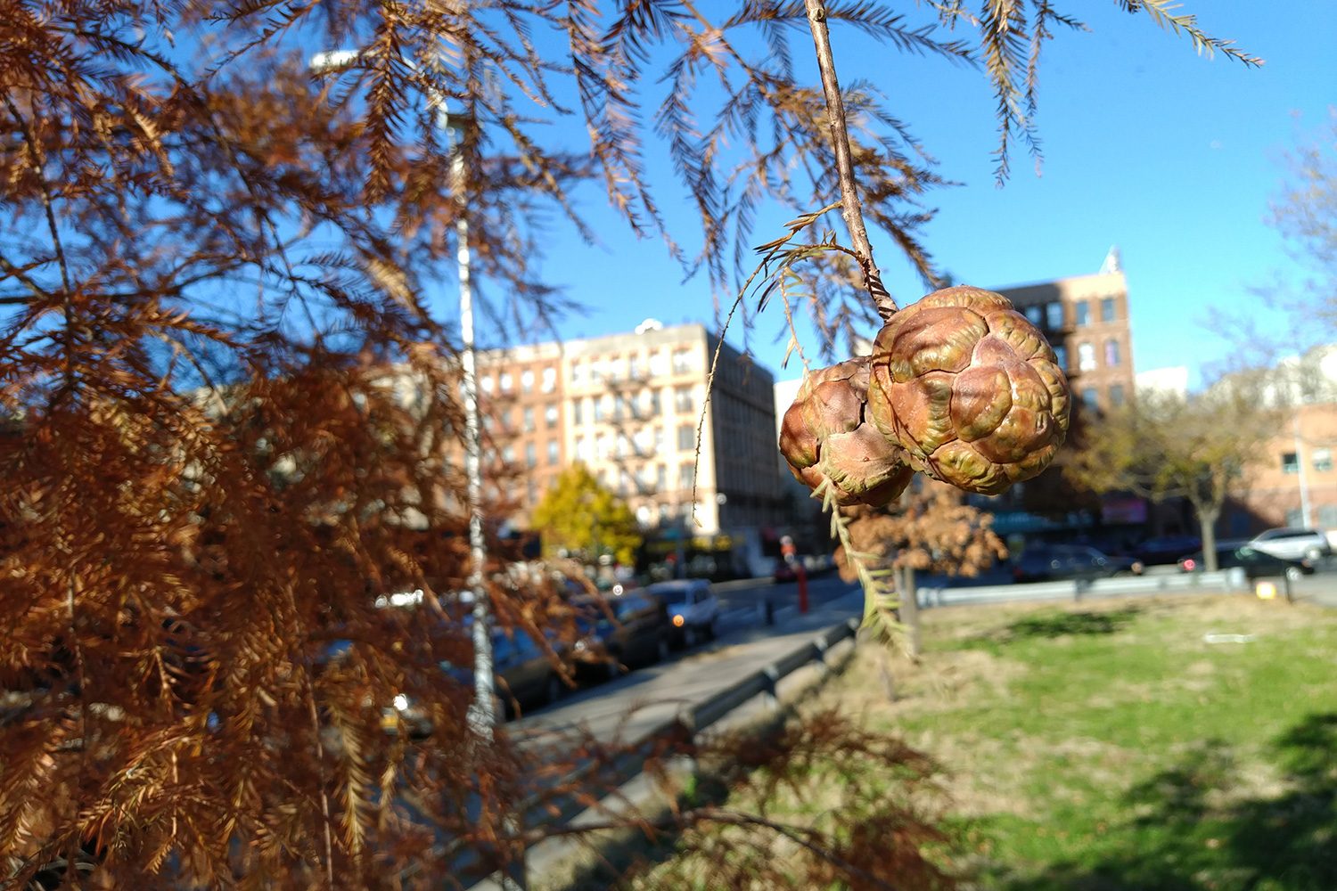ZTE Axon M camera sample fruit tree