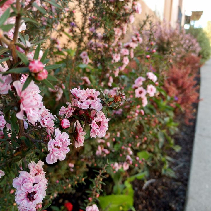 alcatel idol 5 review sample photo