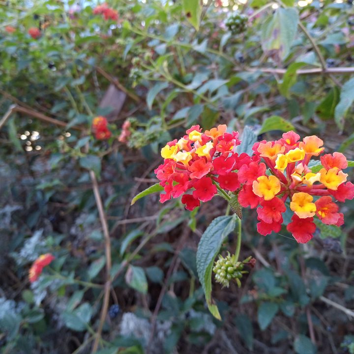 alcatel idol 5 review sample photo 6