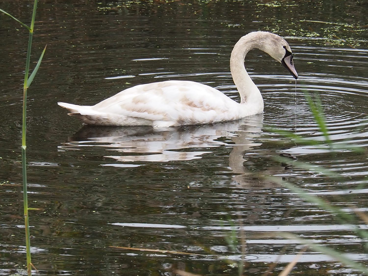 olympus om d e m10 mark iii review sample goose