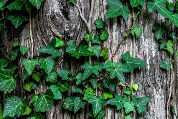 What is Amazon Vine?