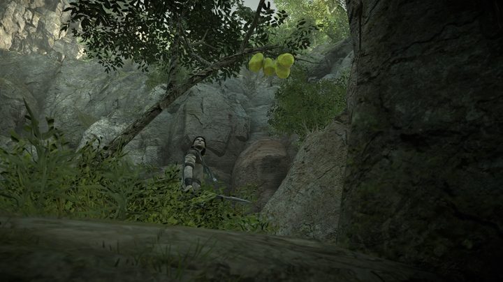 shadow of the colossus beginners guide fruit