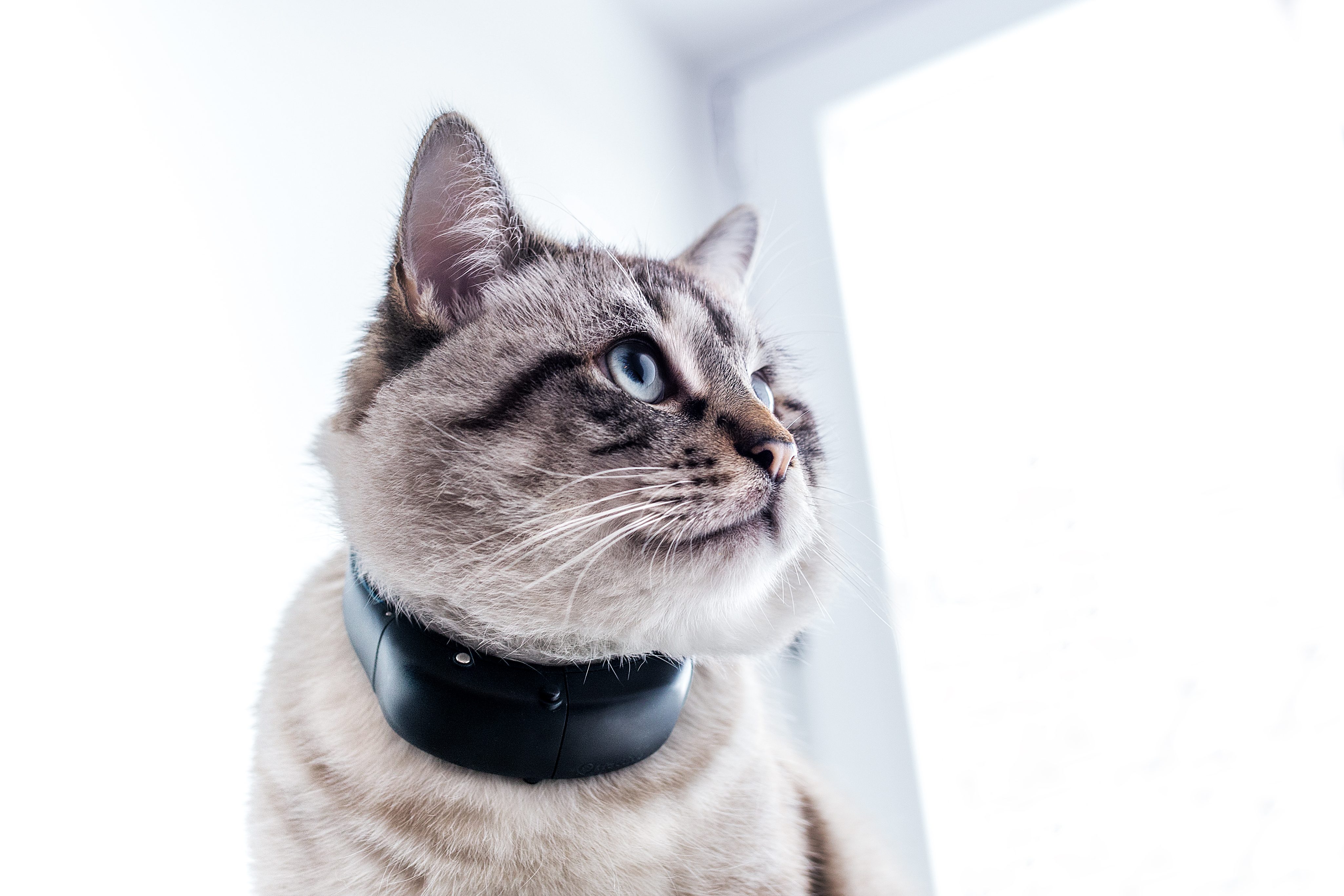 Tractive GPS Cat