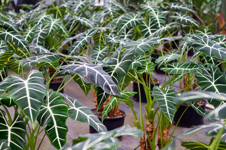 Amazon Spheres plants
