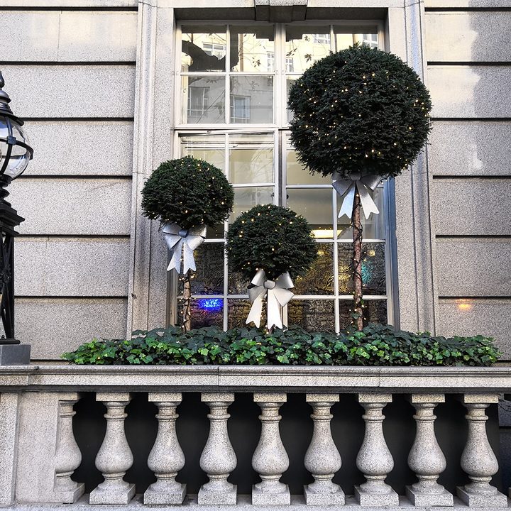 honor view 10 camera sample bushes