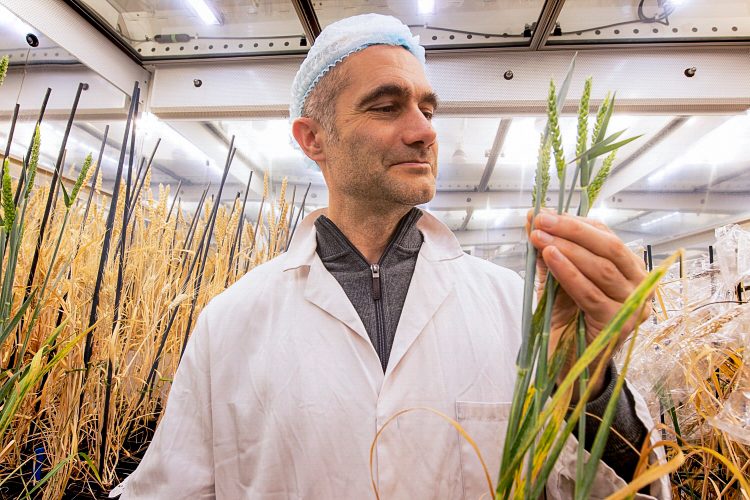 speed breeding crops revolutionize agriculture john innes center lee hickey 15153