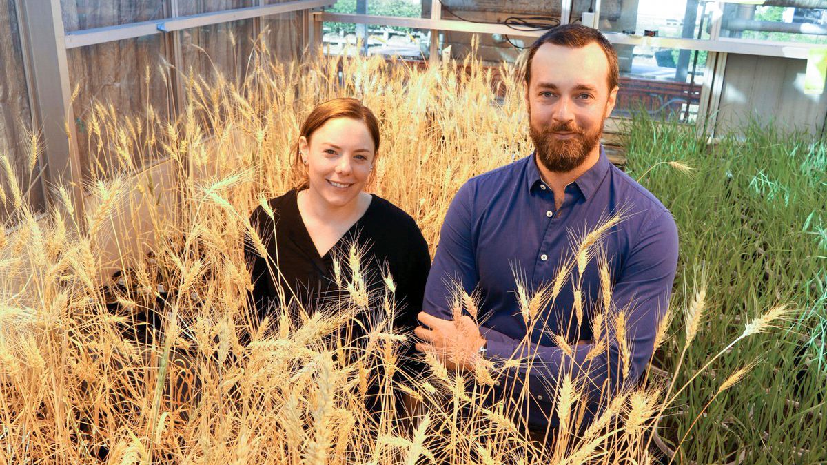 speed breeding crops revolutionize agriculture john innes center lee hickey 15154 1 16x9