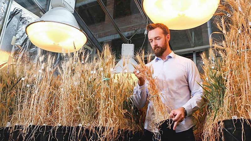 speed breeding crops revolutionize agriculture john innes center lee hickey 15156