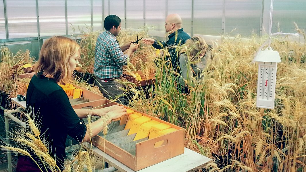 speed breeding crops revolutionize agriculture john innes center lee hickey 15157