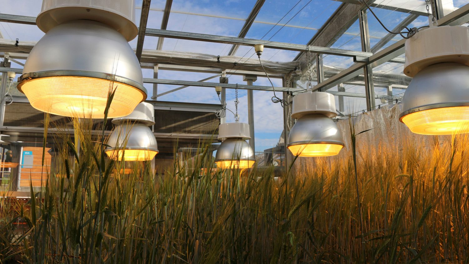 speed breeding crops revolutionize agriculture john innes center lee hickey 15158 16x9
