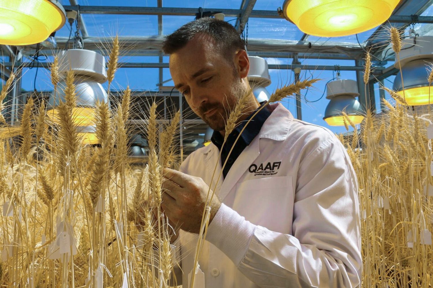 speed breeding crops revolutionize agriculture john innes center lee hickey 15159