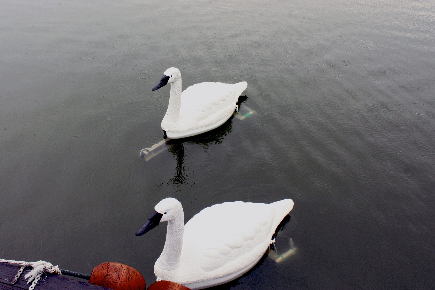 robot swan water quality img 9130
