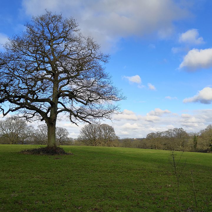 Honor View 10 vs. Oneplus 5T camera shootout blue sky tree honor