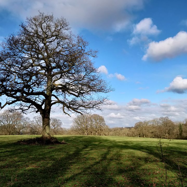 Honor View 10 vs. Oneplus 5T camera shootout blue sky tree oneplus