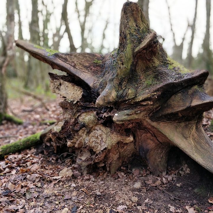 Honor View 10 vs. Oneplus 5T camera shootout tree root oneplus