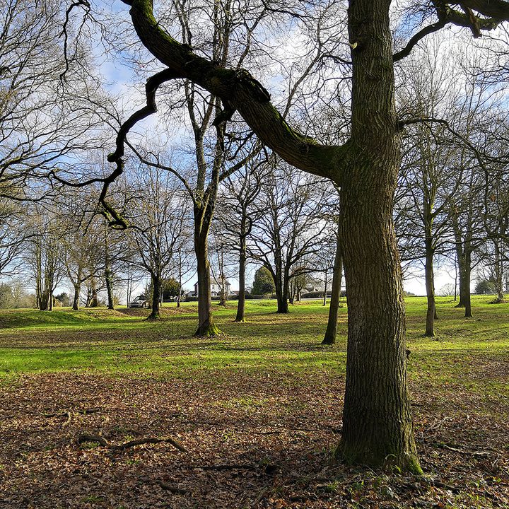 Honor View 10 vs. Oneplus 5T camera shootout tree scene honor