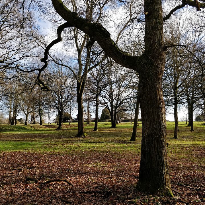 Honor View 10 vs. Oneplus 5T camera shootout tree scene oneplus