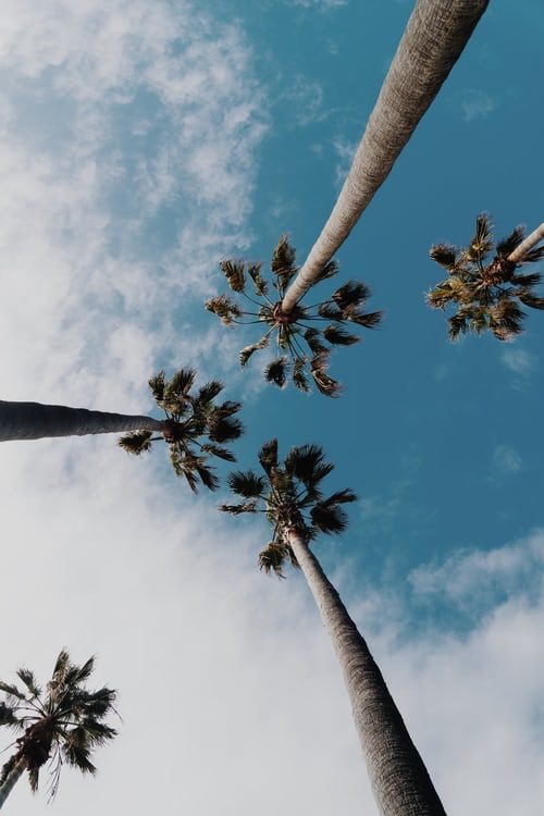 Unsplash wallpapers with palm trees.