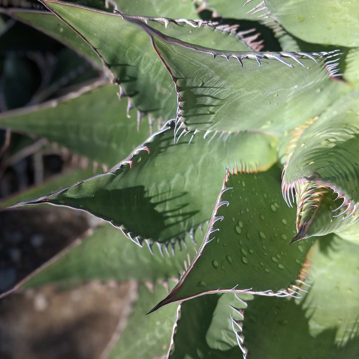 can google pixel 2 replace traditional cameras 00100dportrait 00100 burst20180317121805639 cover