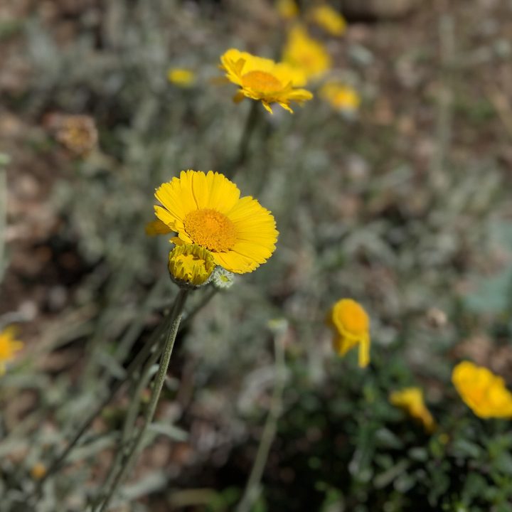 can google pixel 2 replace traditional cameras 00100dportrait 00100 burst20180317121948870 cover
