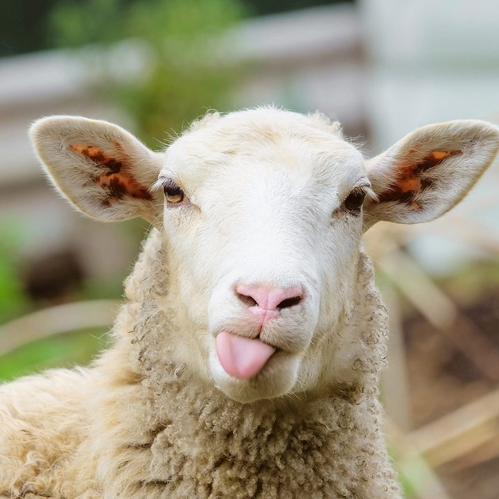 chimera sheep tongue