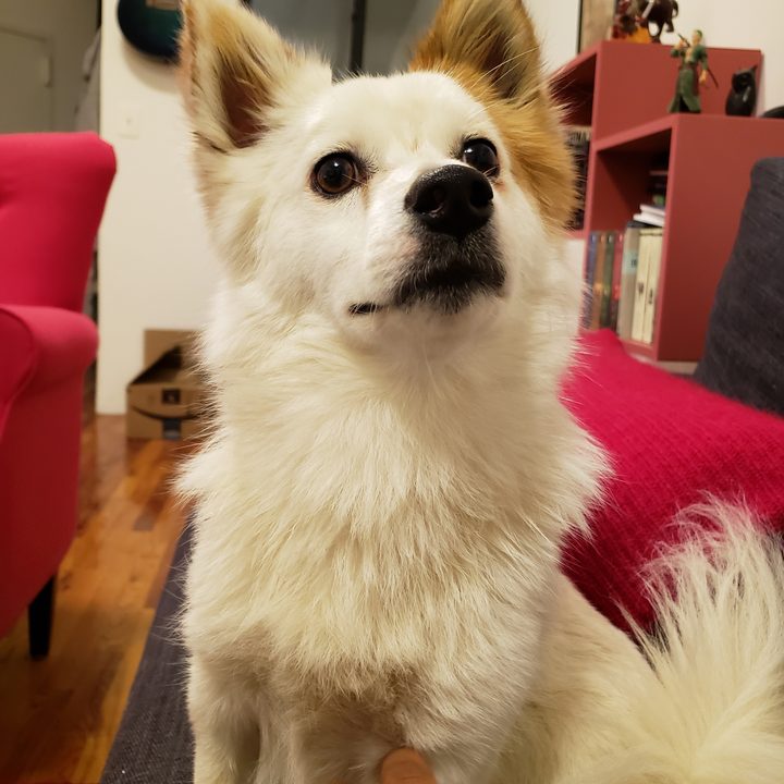 samsung galaxy s9 review sample portrait dog