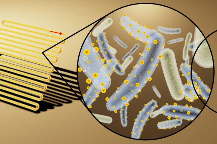 Cyborg Bacteria