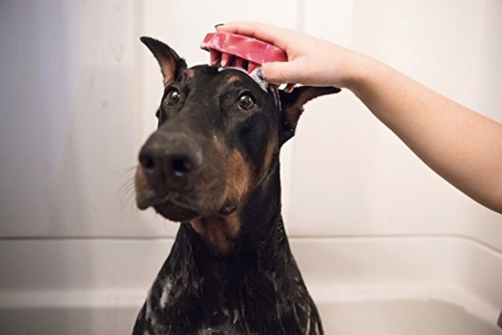 best-pet-hair-remover