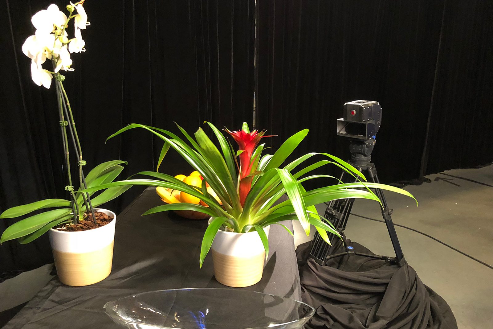 red lucid 4v holographic camera coming 3d demo