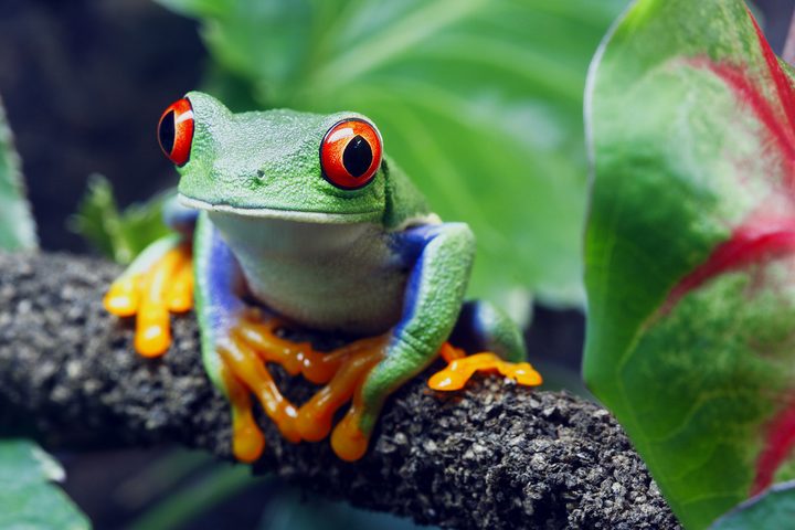 The Earth BioGenome Project | Amazonian Tree Frog