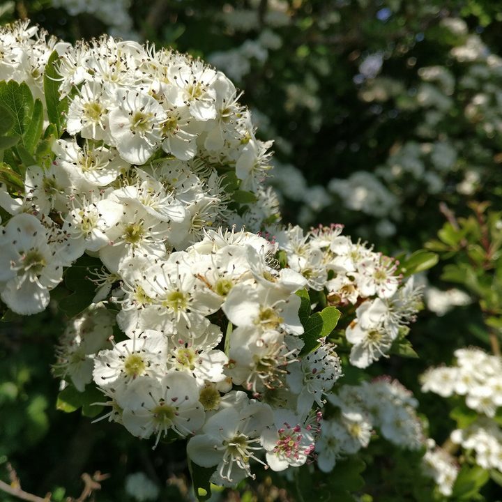 oneplus 6 5t 5 3t camera shootout flower