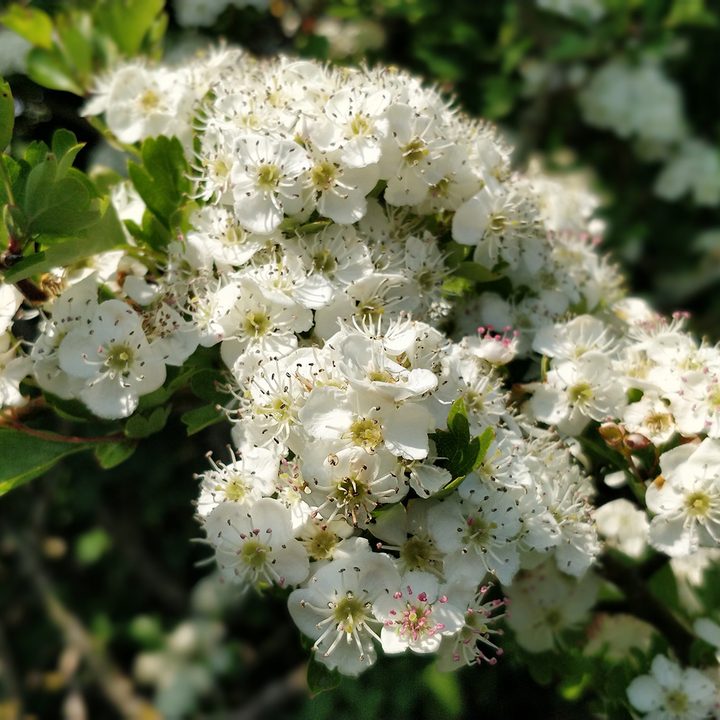 oneplus 6 5t 5 3t camera shootout flower