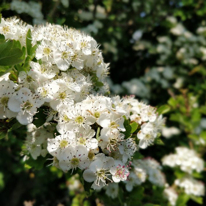 oneplus 6 5t 5 3t camera shootout flower