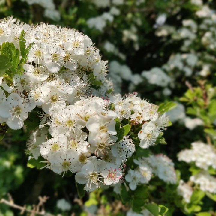 oneplus 6 5t 5 3t camera shootout flower