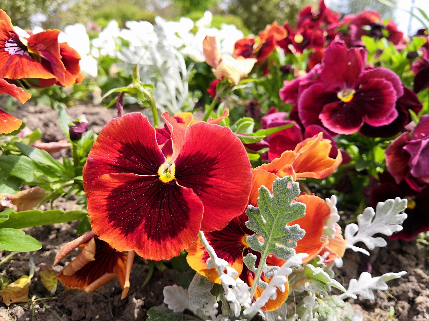 honor 10 review huawei photo sample flowers