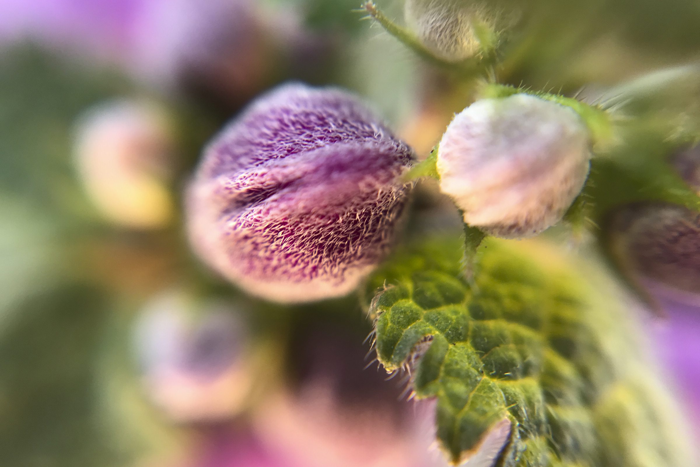 lume cube sample shots flower with