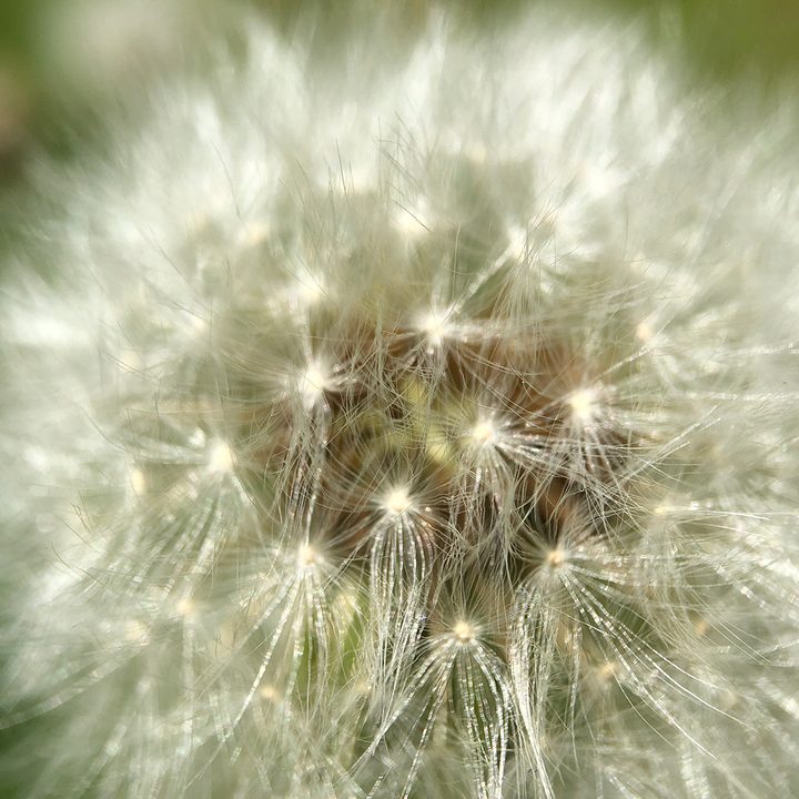 smartphone macro lens camera shootout dandelion aukey wd06
