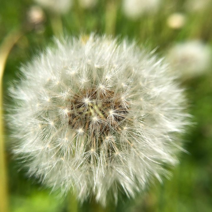 smartphone macro lens camera shootout dandelion aukey wd07