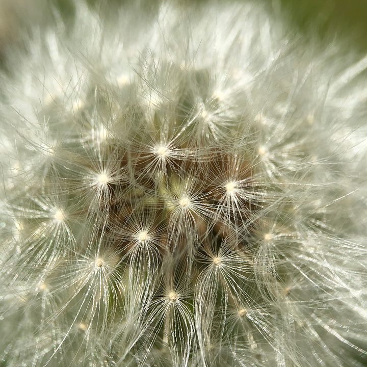 smartphone macro lens camera shootout dandelion black eye