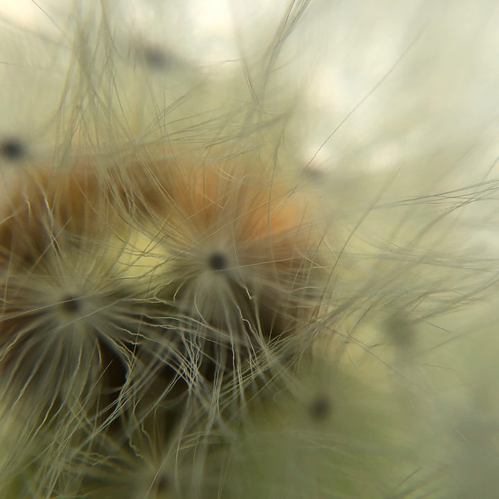 smartphone macro lens camera shootout dandelion olloclip