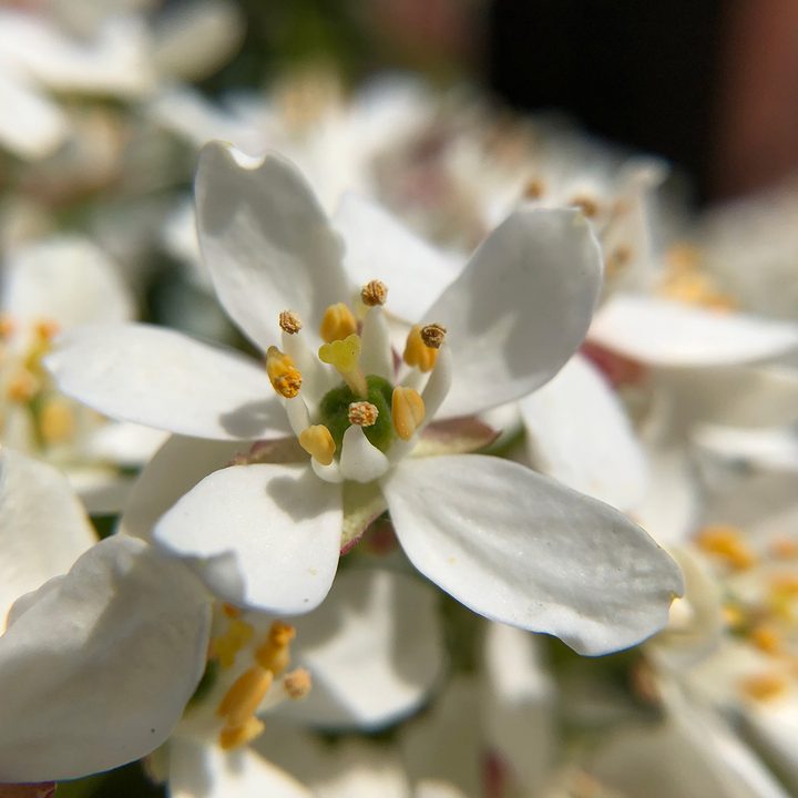 smartphone macro lens camera shootout flower aukey wd06