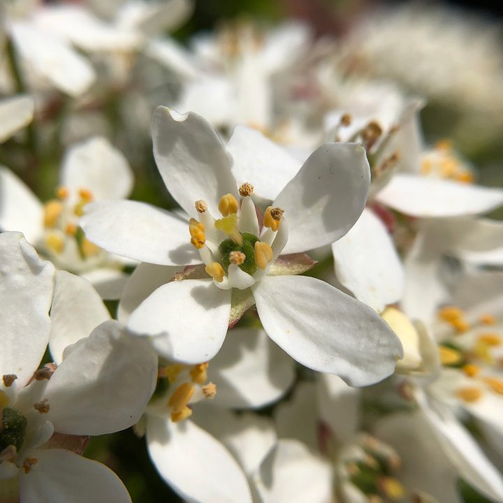 smartphone macro lens camera shootout flower aukey wd07