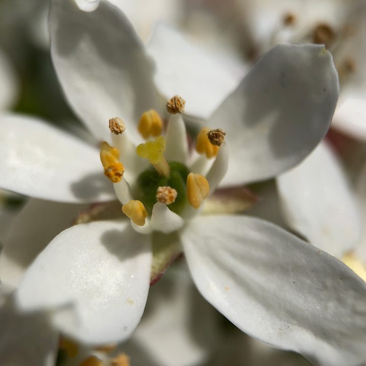 smartphone macro lens camera shootout flower black eye