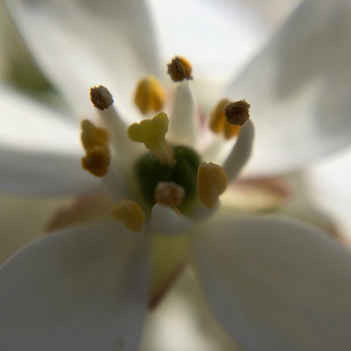 smartphone macro lens camera shootout flower olloclip