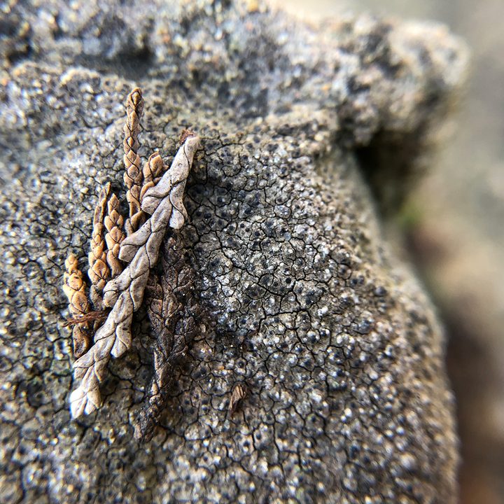 smartphone macro lens camera shootout rock aukey wd06