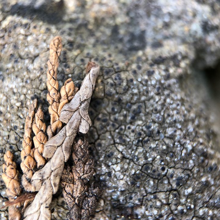 smartphone macro lens camera shootout rock black eye