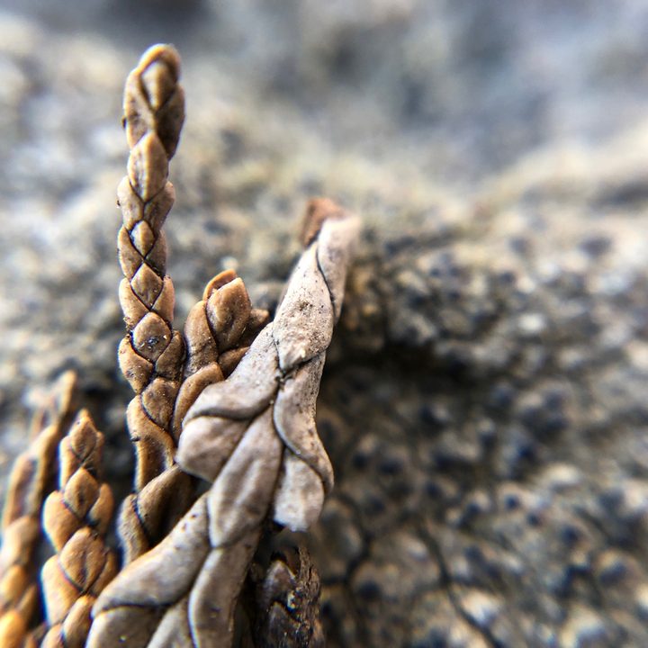 smartphone macro lens camera shootout rock olloclip