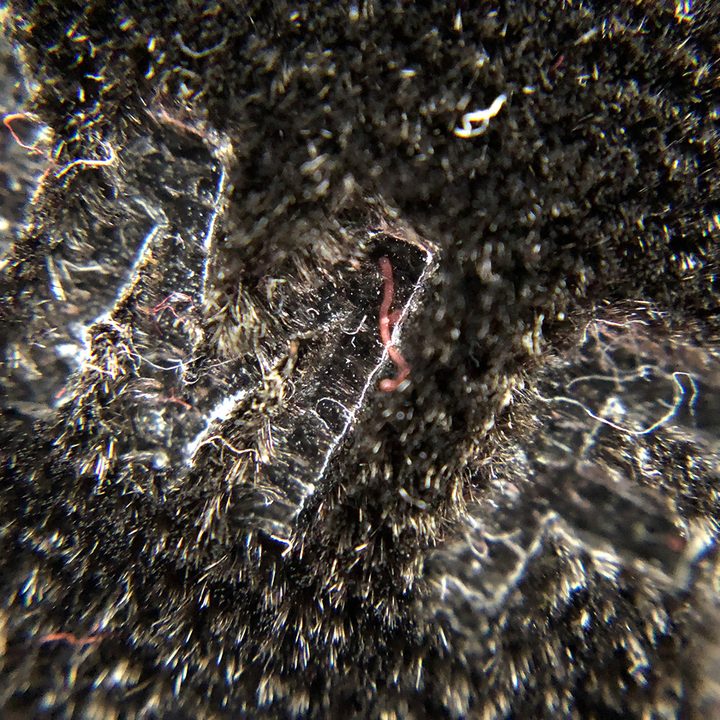 smartphone macro lens camera shootout tom ford olloclip