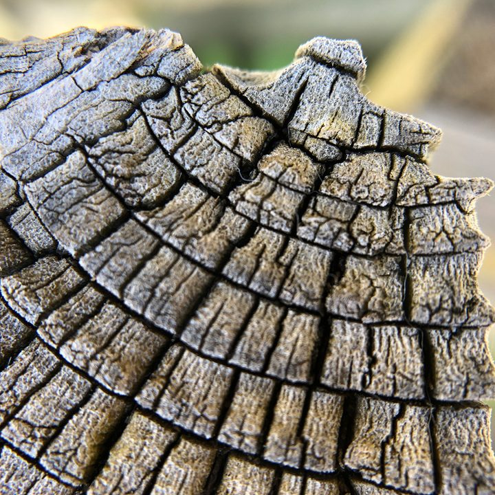 smartphone macro lens camera shootout wood aukey wd06
