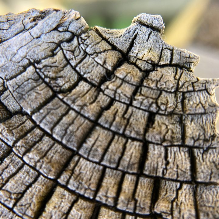 smartphone macro lens camera shootout wood aukey wd07